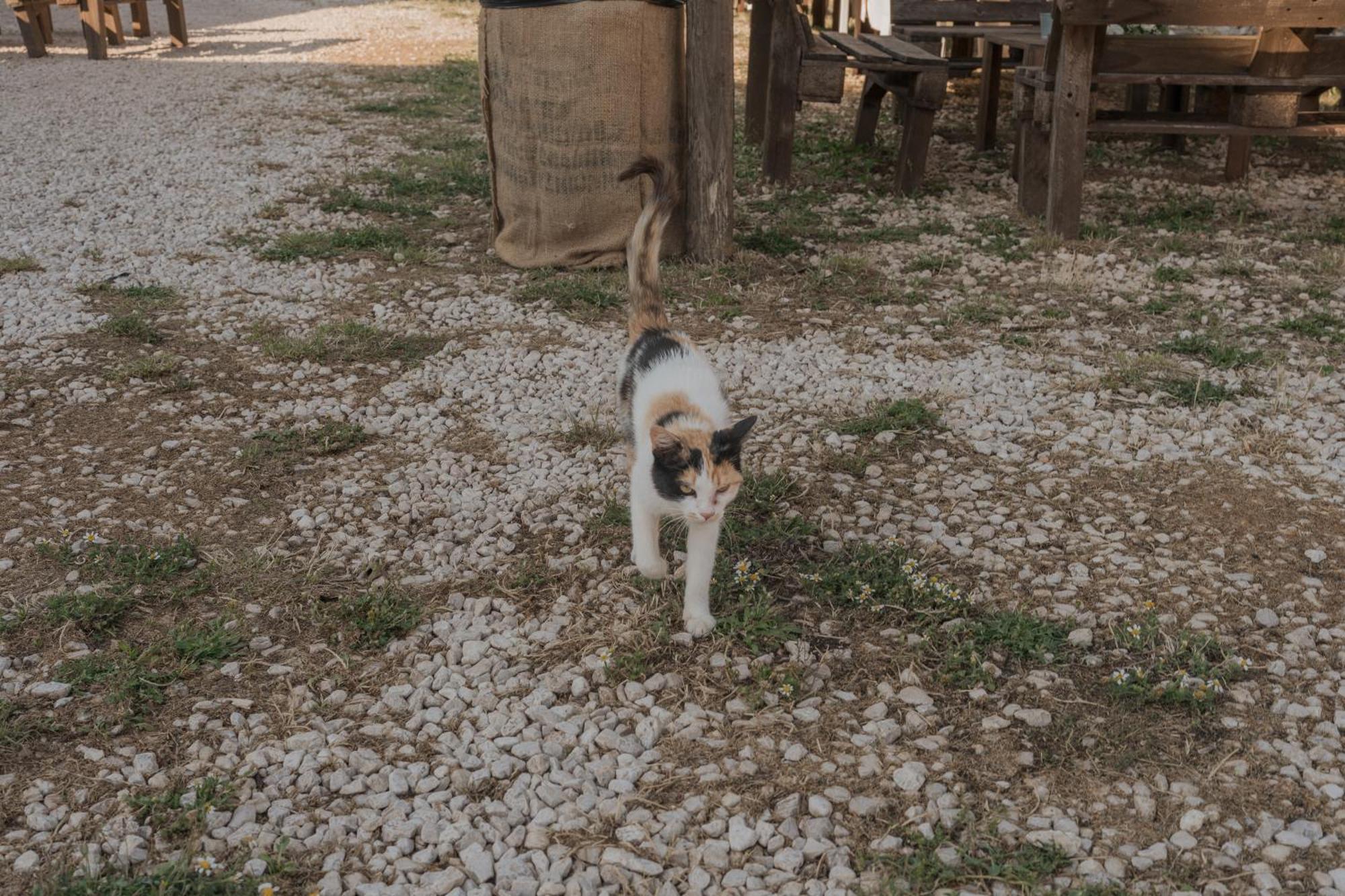 Tenuta Tedone Consolini Villa Ruvo di Puglia Luaran gambar
