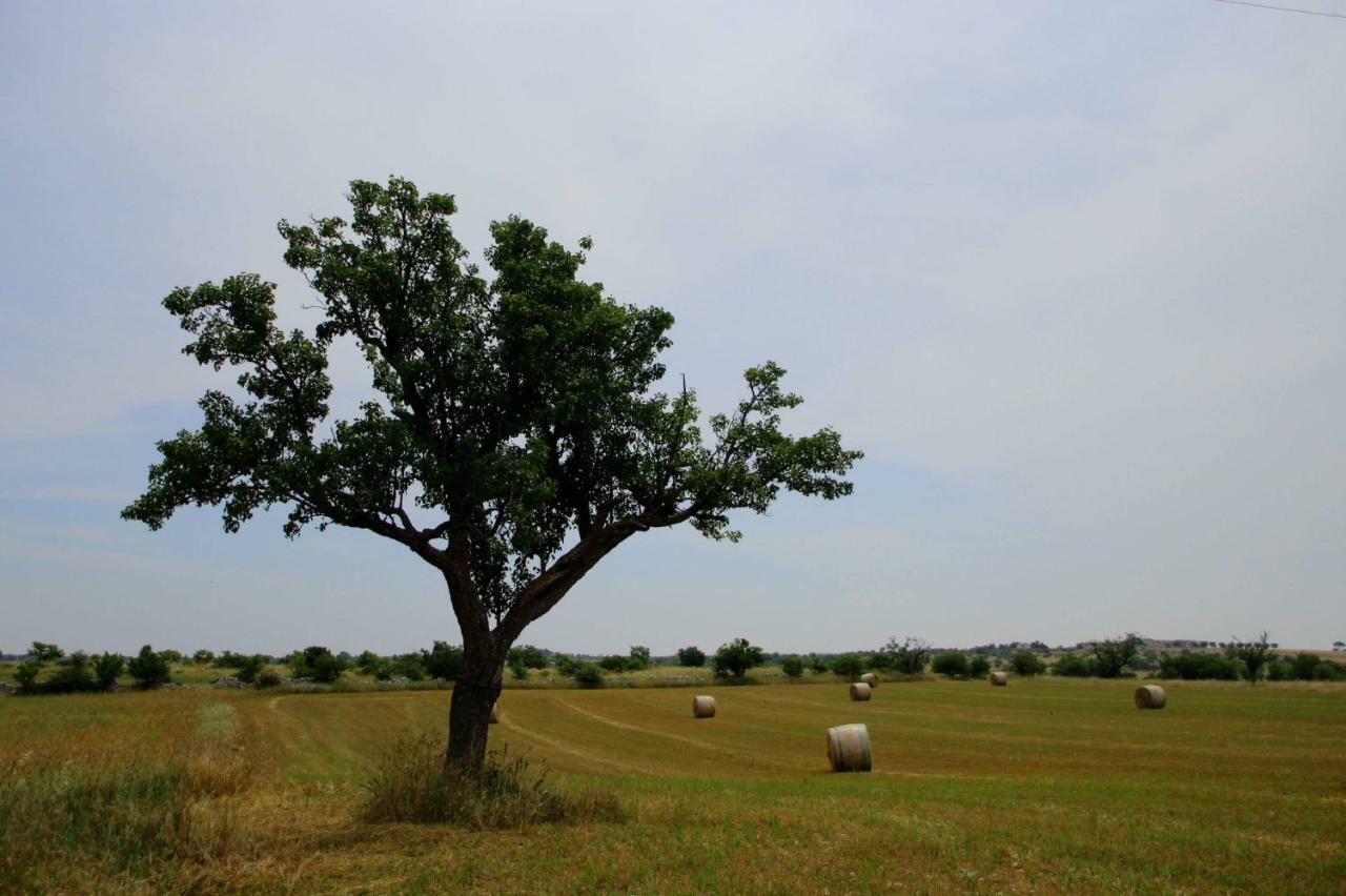 Tenuta Tedone Consolini Villa Ruvo di Puglia Luaran gambar